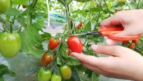 Ｐａｙ　Ｆｏｒｗａｒｄ