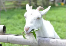 ソーシャルファーム長岡