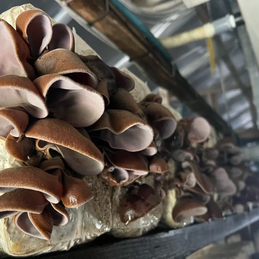 就労継続支援A型事業所グレイスファーム