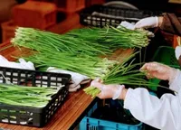 サポートこやなぎ