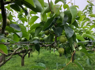 ＷＡＣワークステーション