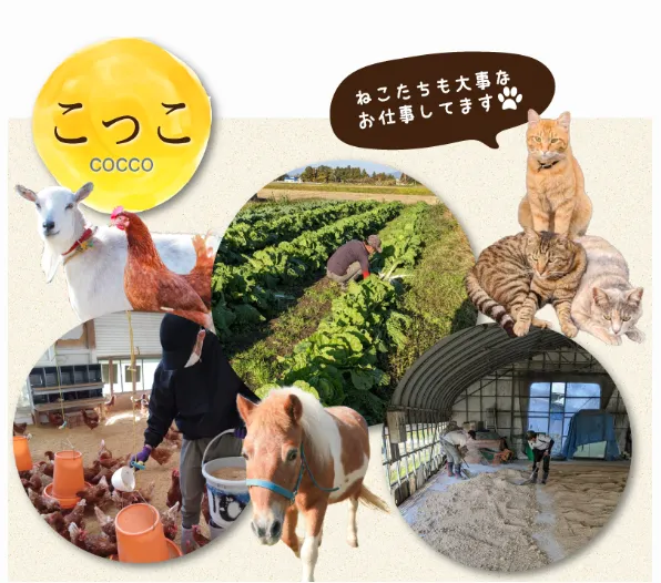 多機能型施設こっこ