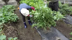 ケアチーム大芽