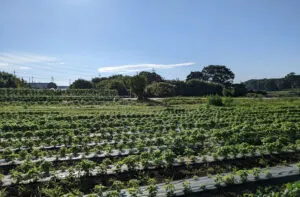 就労継続支援Ｂ型事業所　マザアス