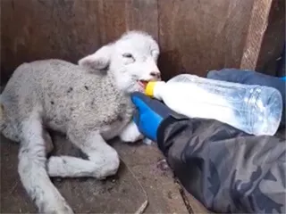 ハレルヤファーム