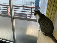 ねこぱんち名古屋