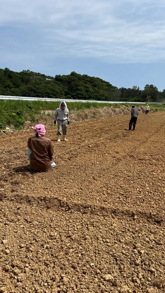 光と風の和はんぱたやー
